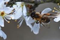 Andrena bicolor