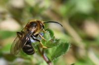 Lasioglossum xanthopus