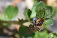 Lasioglossum xanthopus