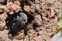 Andrena vaga