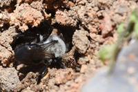Andrena vaga
