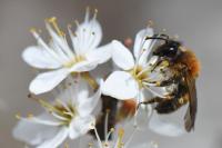 Andrena varians