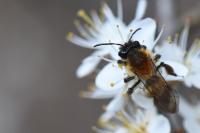 Andrena varians