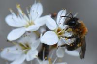 Andrena varians