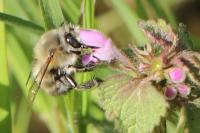 Anthophora plumipes