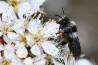 Andrena cineraria