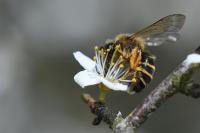 Andrena flavipes