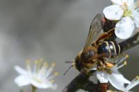 Andrena flavipes