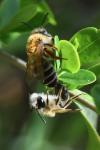 Andrena gravida