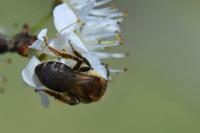 Andrena dorsata