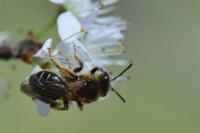 Andrena dorsata