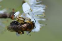 Andrena dorsata