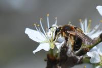 Andrena dorsata