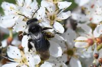 Andrena cineraria