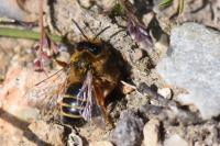 Andrena flavipes
