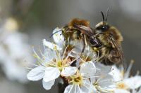 Colletes cunicularius