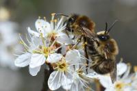 Colletes cunicularius