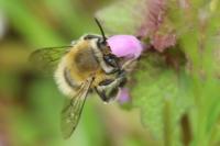 Anthophora plumipes
