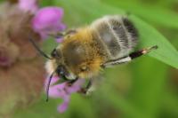 Anthophora plumipes