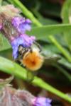 Bombus pascuorum