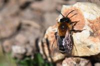 Andrena nitida