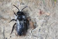 Andrena cineraria