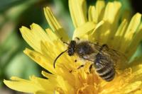 Colletes cunicularius