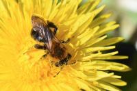 Andrena nitida