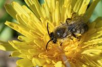 Colletes cunicularius