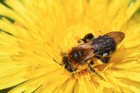 Andrena nitida