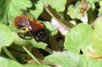 Andrena fulva
