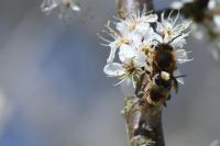 Colletes cunicularius