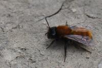 Andrena fulva