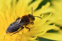 Andrena lagopus