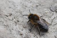 Colletes cunicularius