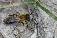 Andrena nitida
