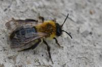 Andrena nitida