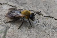 Andrena nitida