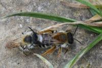 Andrena gravida
