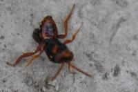 Nomada bifasciata