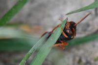 Nomada bifasciata