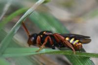 Nomada bifasciata