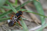 Nomada bifasciata