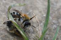 Andrena gravida