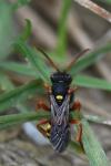 Nomada bifasciata