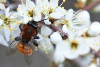 Andrena fulva