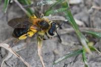 Andrena dorsata