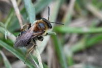 Andrena dorsata