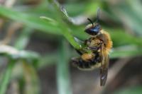 Andrena angustior