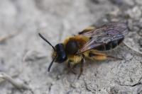 Andrena angustior